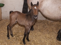Fohlen am 16.07.2009