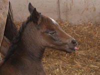 Fohlen am 16.07.2009