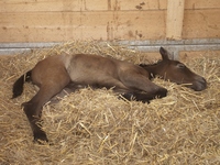 Fohlen am 16.07.2009