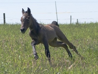 Fohlen am 17.07.2009