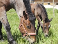 Fohlen am 17.07.2009